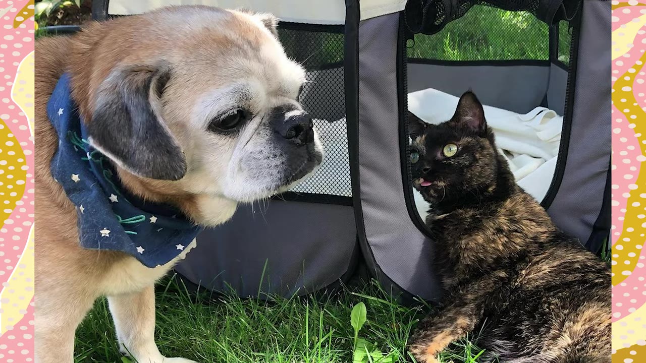 A tan pug-mix dog wearing a blue bandana looks towards a tortoiseshell cat sitting in the opening of a pet playpen on the grass.