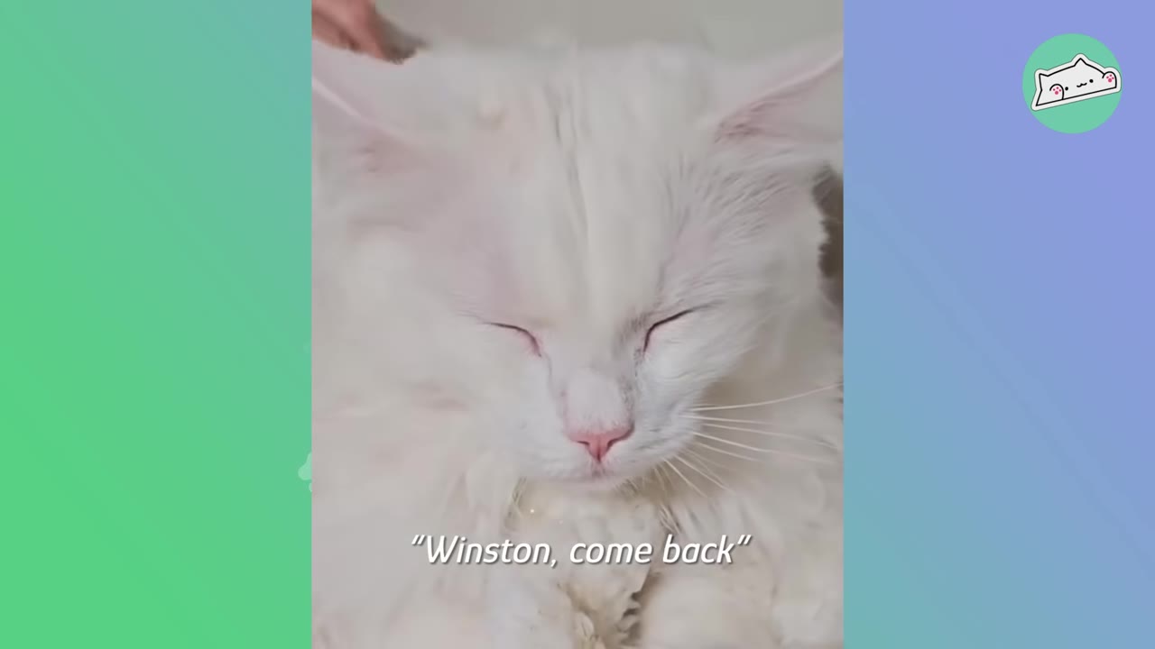 A close-up of a white cat with its eyes closed, with the text "Winston, come back" on the screen.