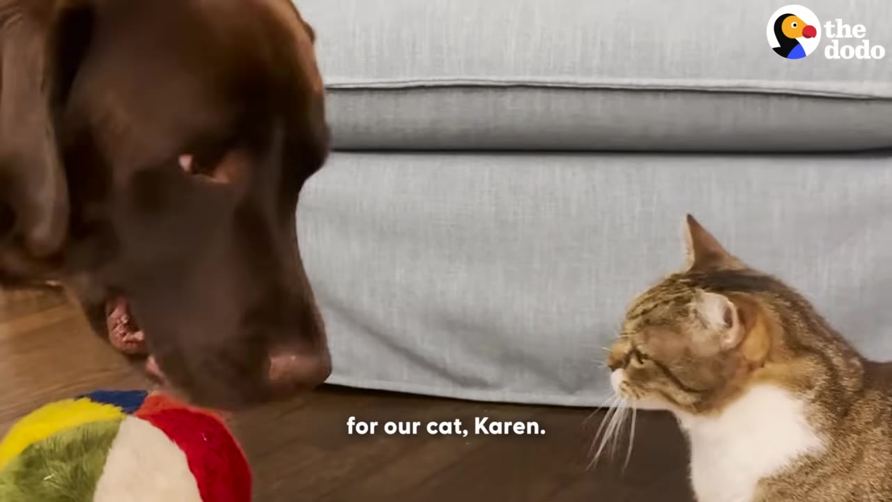 A close-up shot of a brown dog and a tabby cat looking at each other in front of a light blue sofa.