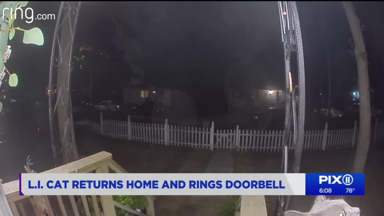 A Ring doorbell camera view at night showing a suburban front yard with a white picket fence, with the top of a grey cat's head visible in the bottom right corner.