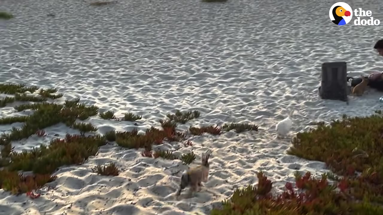 Several small rabbits running around on a sandy beach with patches of green vegetation.