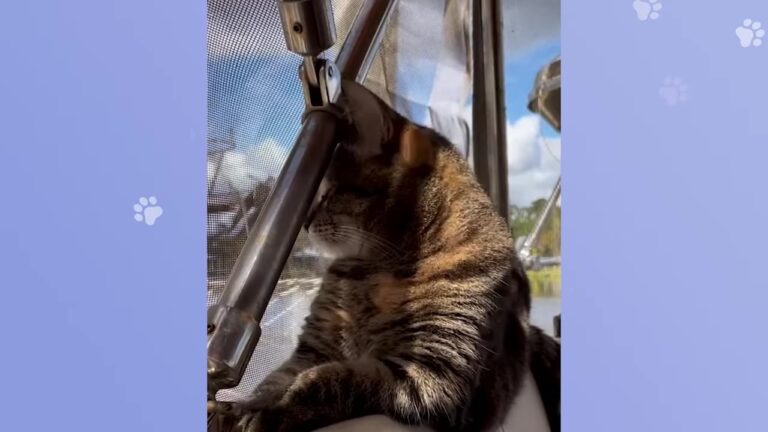 Florida Cat Born Without Eyes Steps Onto A Boat And Finds The Life She Always Deserved