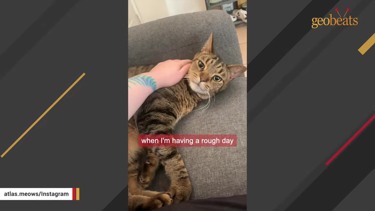 A close-up of a tabby cat lying on a gray couch being gently petted on the head by a person with a blue and green tattoo on their arm.