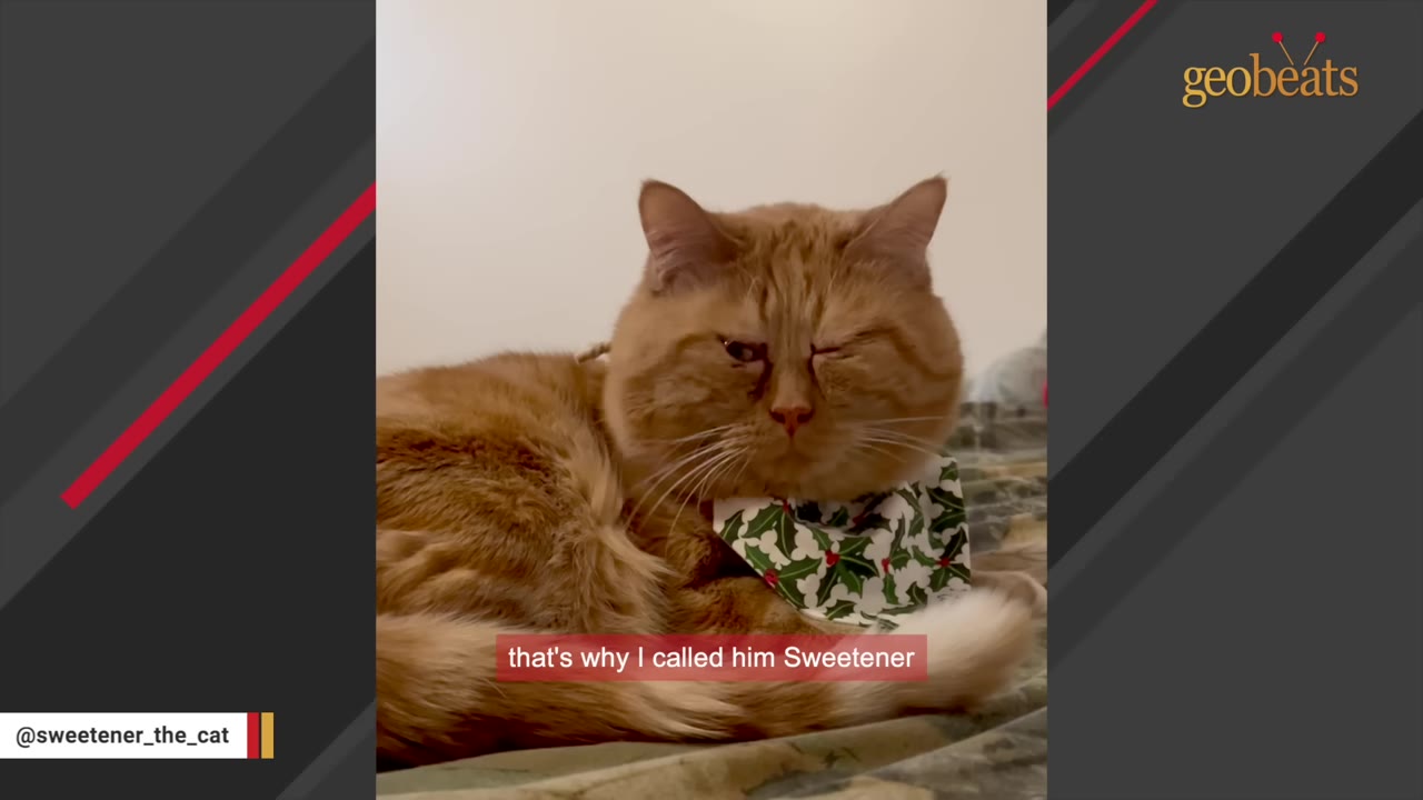 An orange cat named Sweetener wearing a green and white patterned collar winks at the camera while lying down.