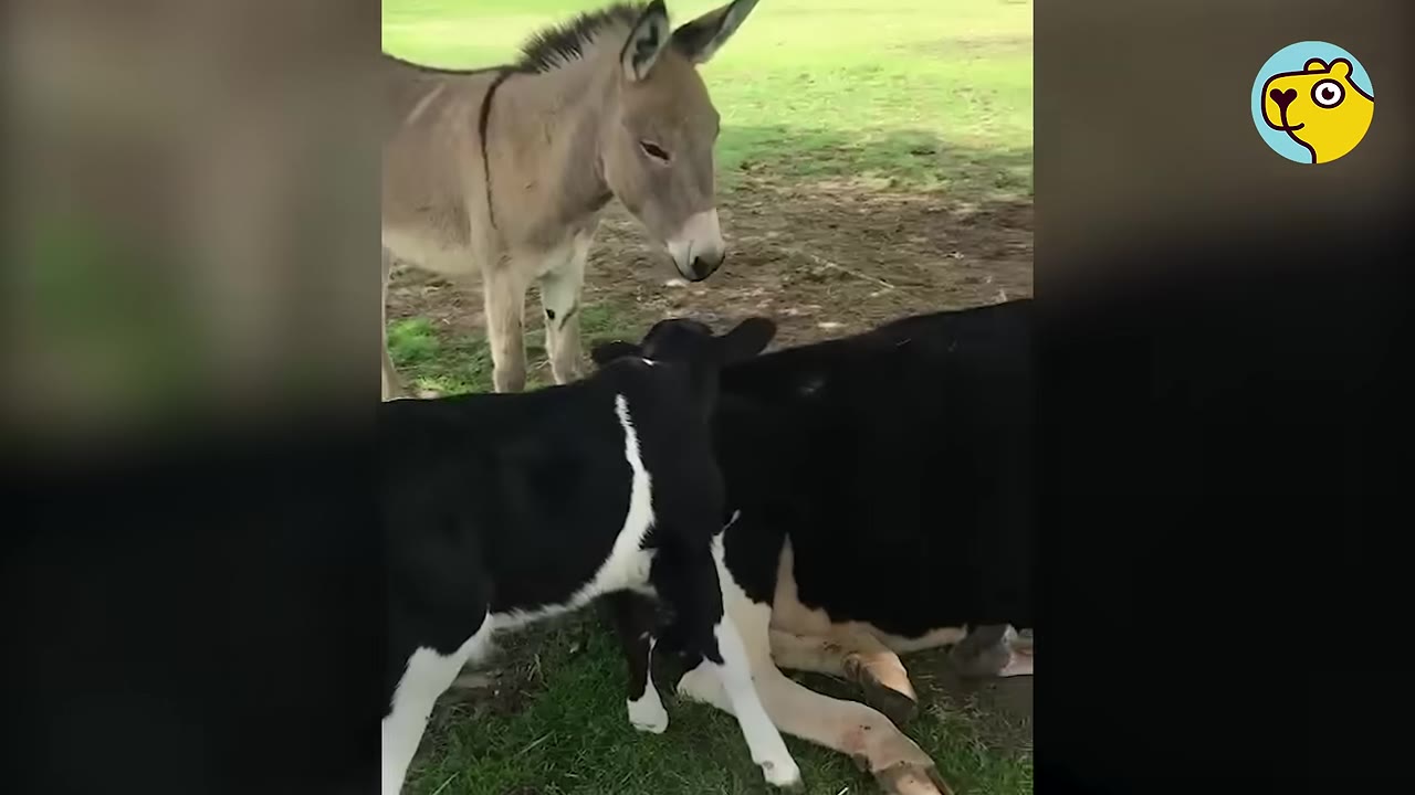 A light brown donkey stands in a grassy field looking down at a small black-and-white calf standing next to a larger black-and-white cow lying on the ground.