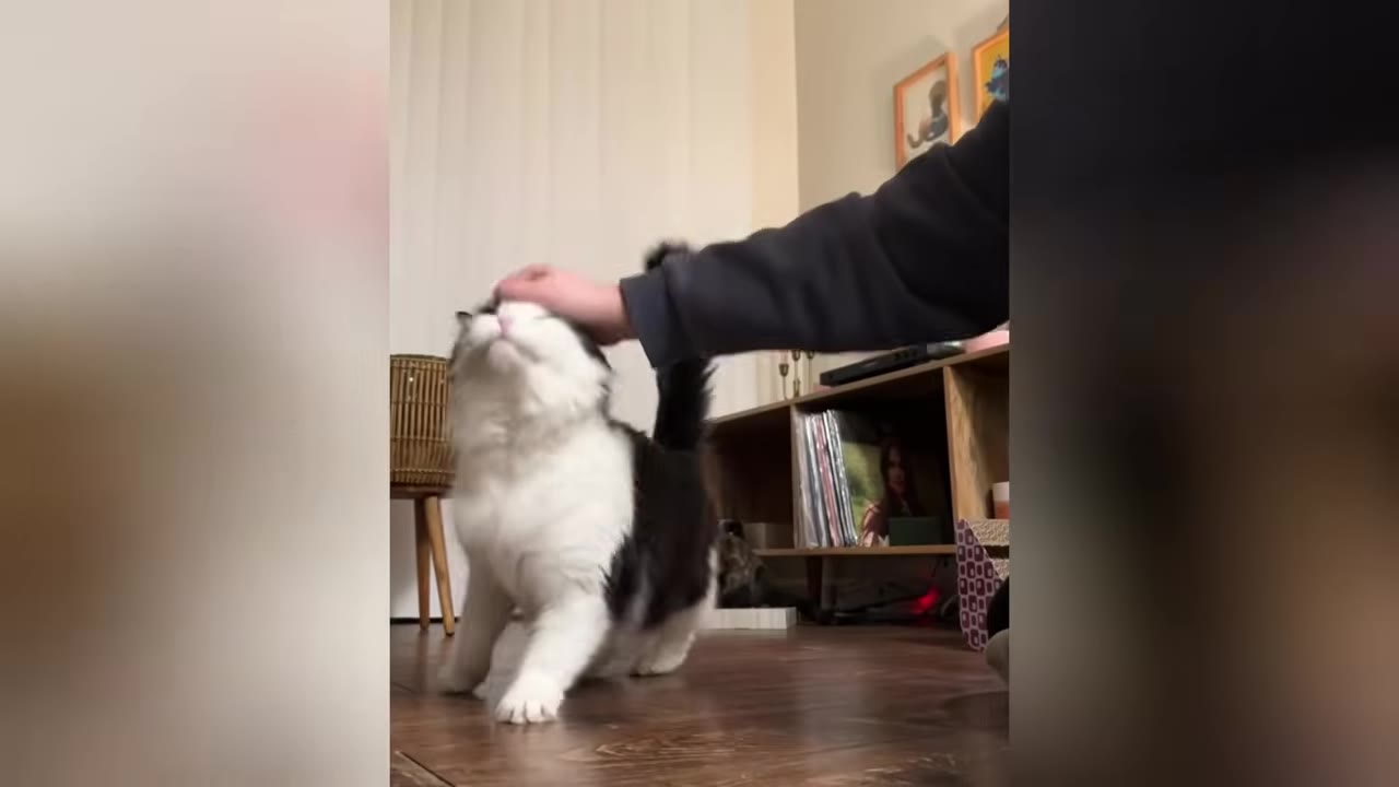 A black and white long-haired cat leans its head up into a person's hand as it is gently petted on the head.