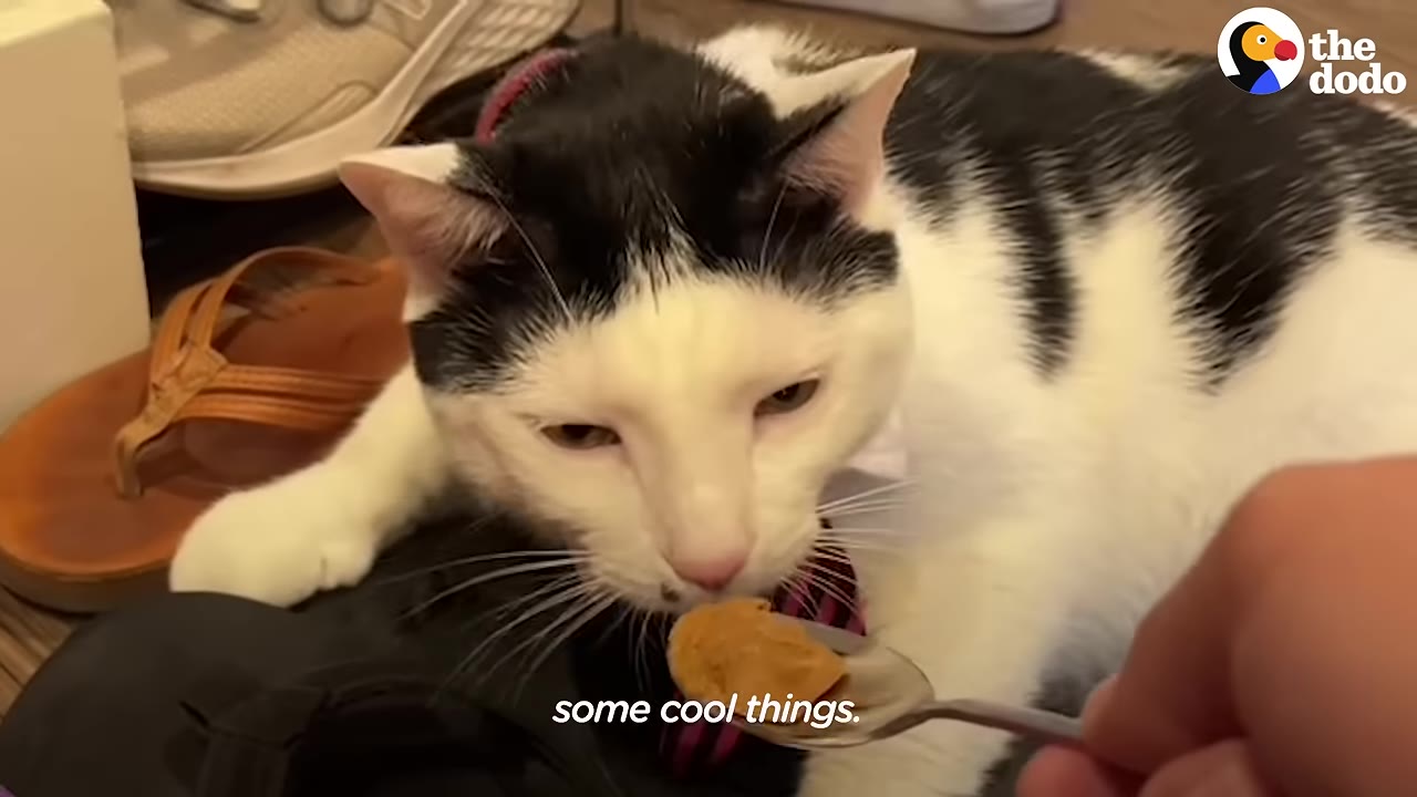 A black and white cat wearing a small pink and black striped tie looks at a spoonful of peanut butter being offered to it.