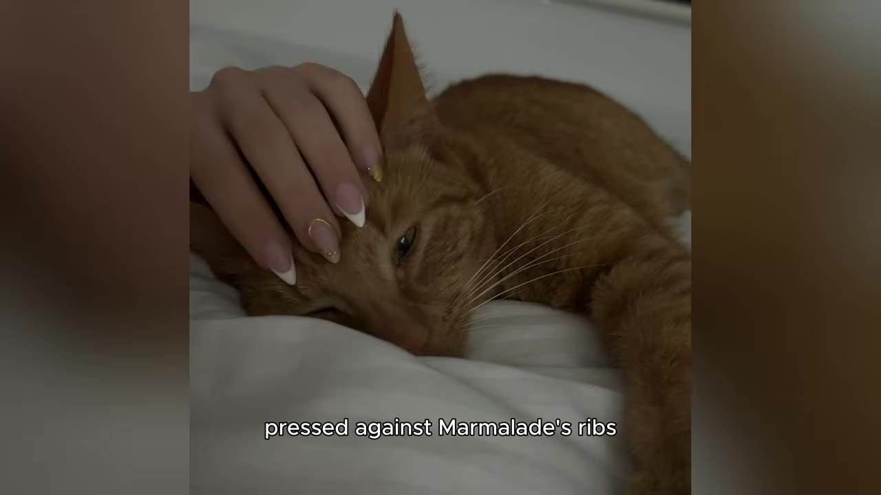 A close-up shot of a hand with manicured nails gently petting an orange tabby cat lying down on white bedding, with text on screen reading 'pressed against Marmalade's ribs'.