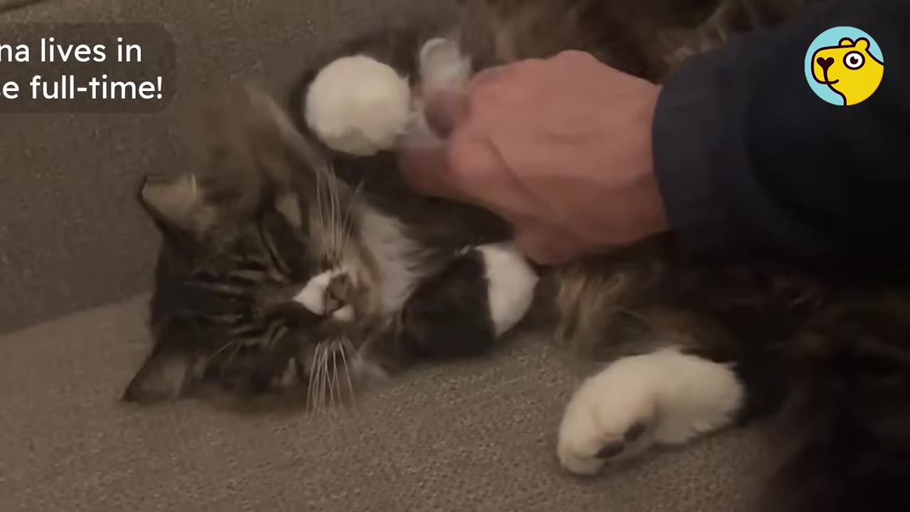A fluffy brown and white tabby cat lies on its back on a grey couch while a person gently pets its chest.