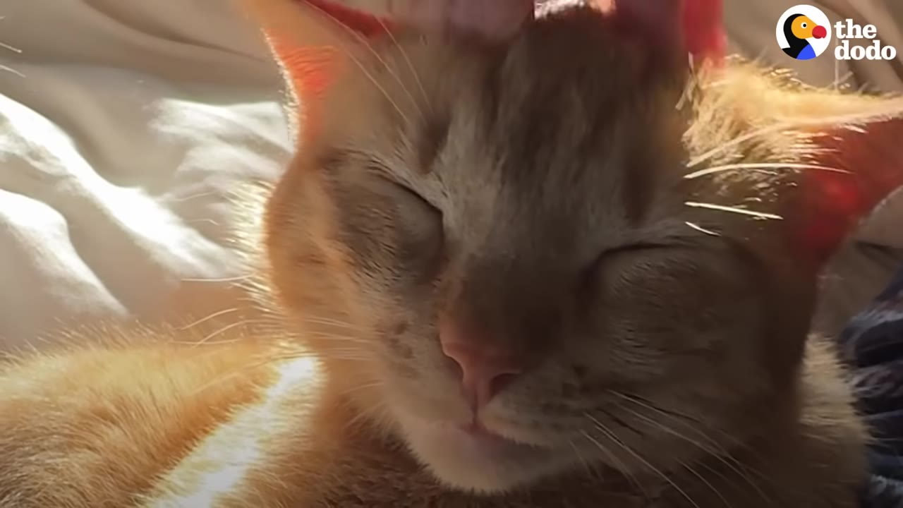 A close-up of a content orange tabby cat with its eyes closed, being gently petted on the head.