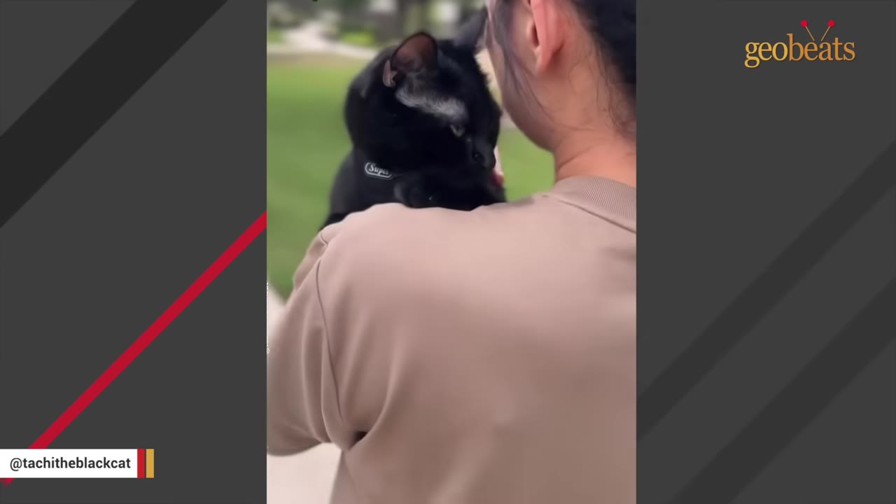 A black cat named Tachi rests on a person's shoulder outdoors.