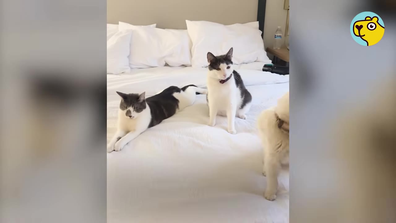 Two grey and white cats lie on a white bed alongside a fluffy white dog.