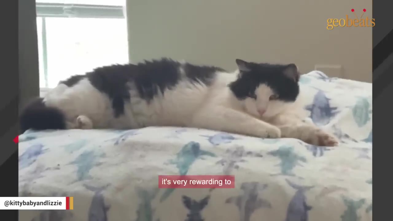 A black and white cat lying calmly on a bed with a shark-patterned blanket.