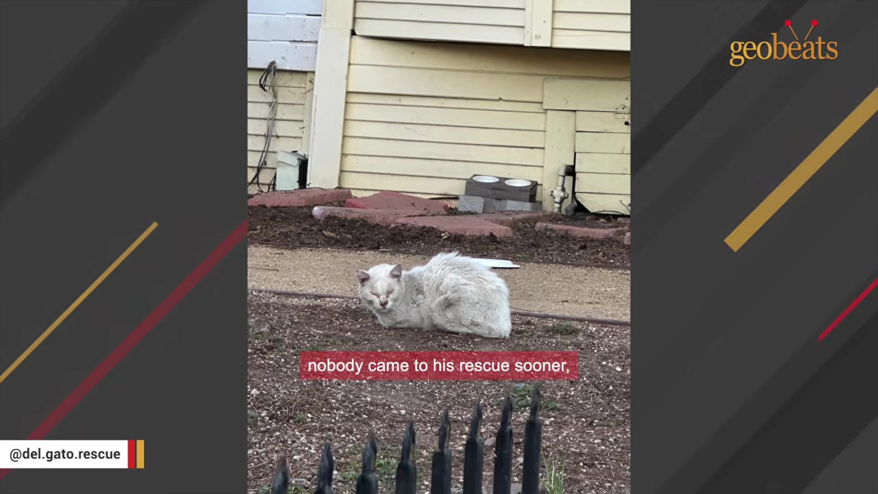 A dirty, stray white cat sits on the ground outside a house.