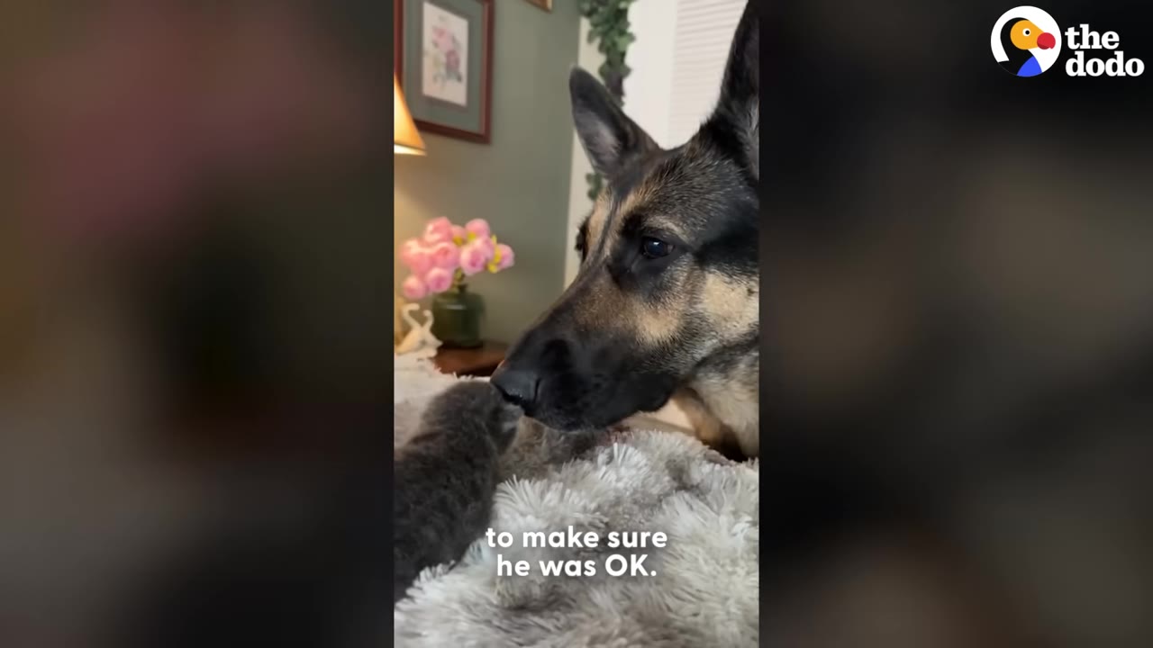 A German Shepherd gently touches noses with a tiny grey kitten resting on a fluffy white blanket.