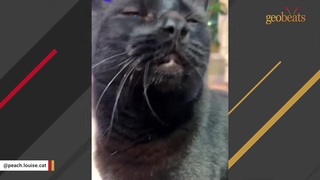 A close-up shot of a black cat with its mouth slightly open, appearing to vocalize or meow with an annoyed expression.
