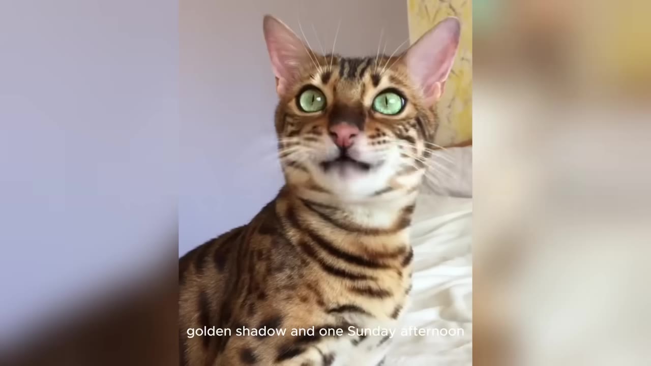 A Bengal cat with striking green eyes sits alertly on a white bed.