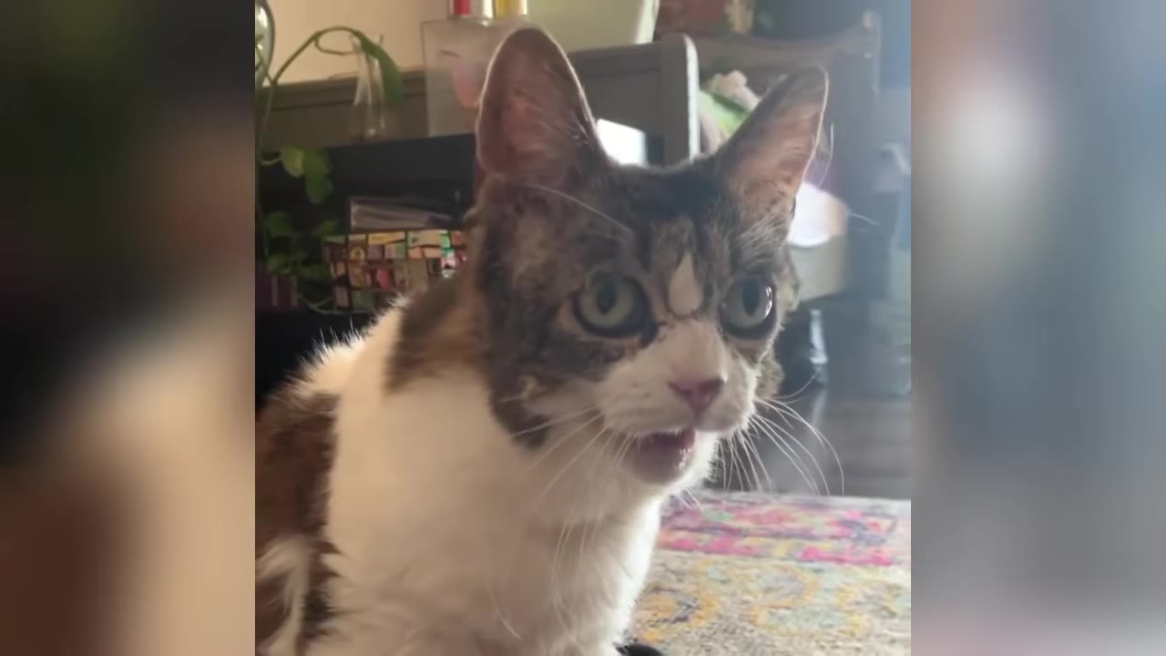 A brown and white cat with wide eyes and its mouth open as if meowing loudly.