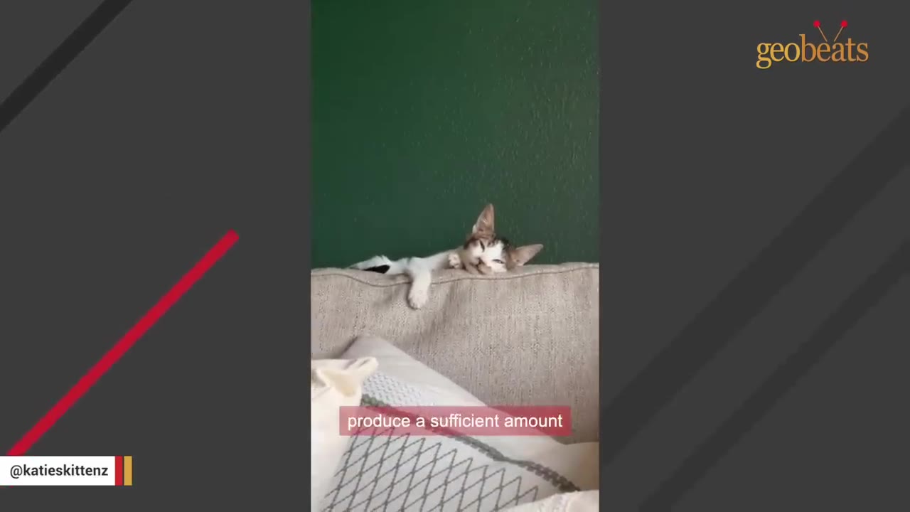 A small brown and white kitten rests its head on the top cushion of a grey sofa against a dark green wall.