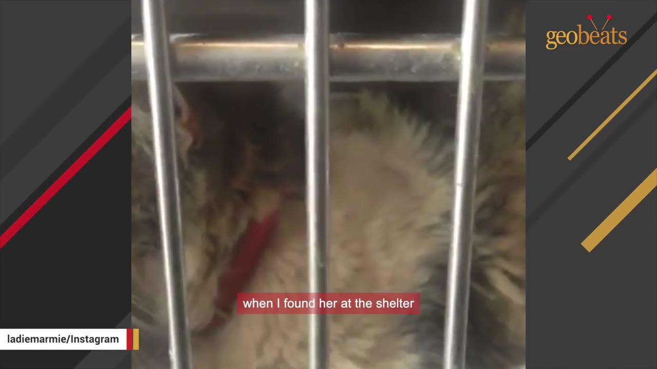 A fluffy cat seen through metal shelter cage bars, wearing a red collar.