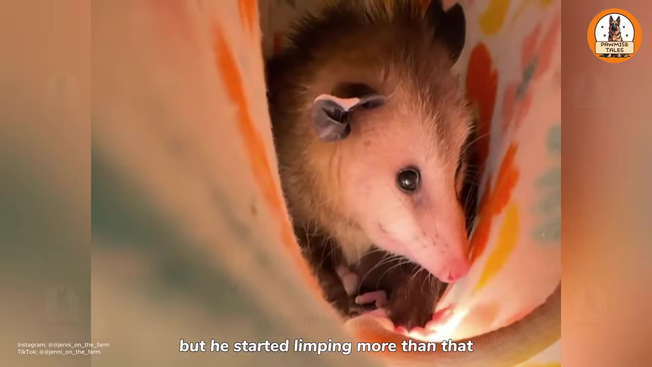 A close-up shot of a possum with large dark eyes looking out from inside a colorful fabric pouch.
