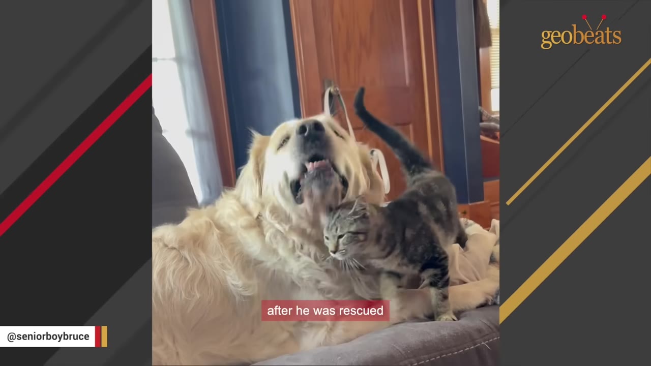 A gentle golden retriever lies on a couch, tilting his head back as a small tabby kitten rubs affectionately against his chin.