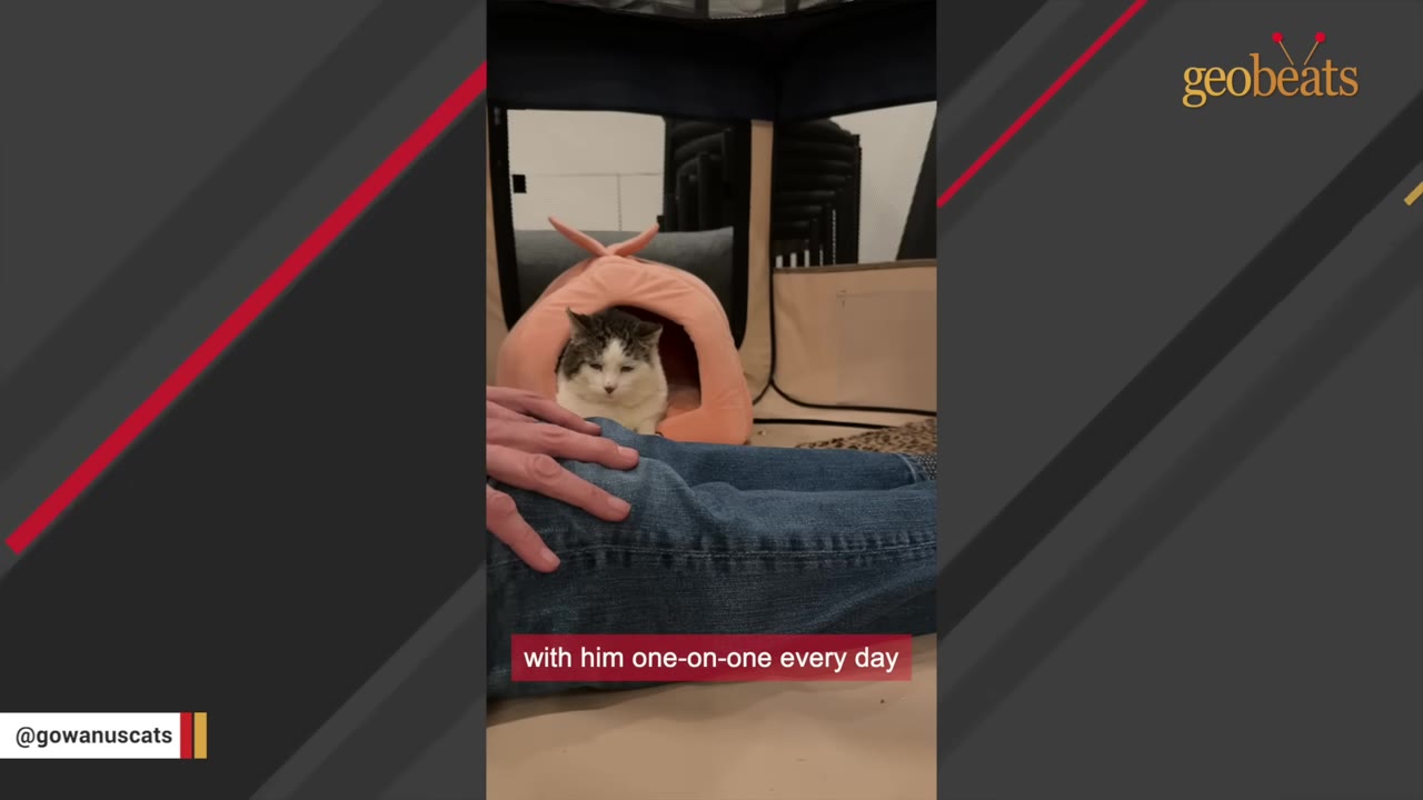 A white and grey cat named Big Boi sits inside a pink dome-shaped cat bed, looking out calmly while a person's hand rests on their blue-jeaned leg in the foreground.