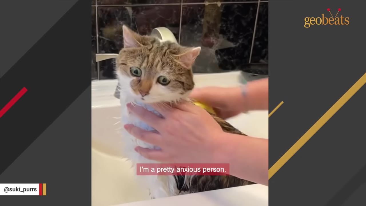 A brown and white cat named Suki with a worried expression is being bathed in a sink, with a subtitle reading 'I'm a pretty anxious person.'