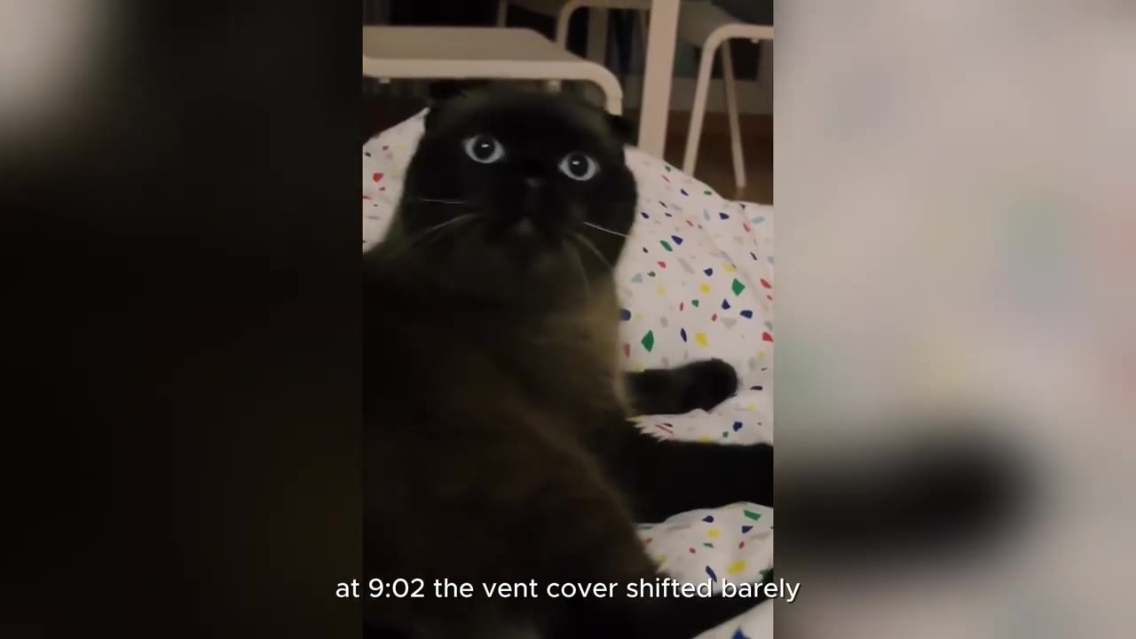 A dark-furred cat with wide, alert eyes looks directly at the camera while lying on a colorful patterned blanket.