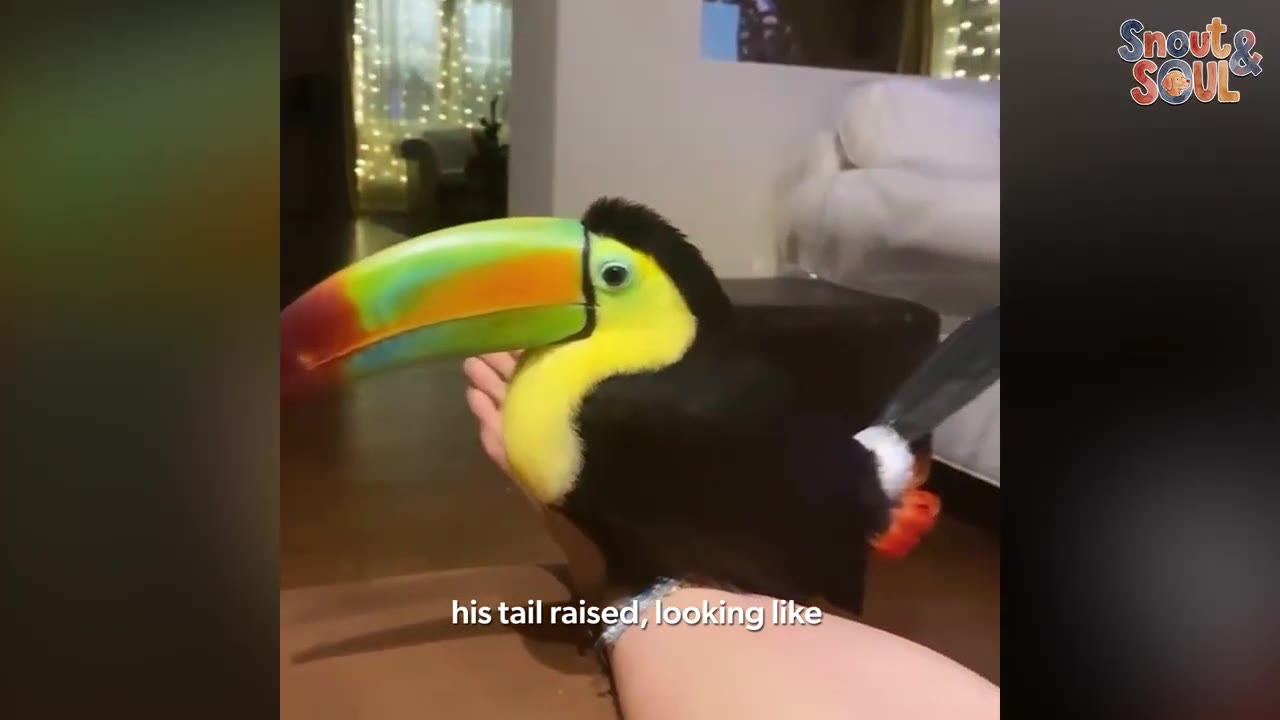 A colorful toucan with a bright green, yellow, and orange beak sits calmly on a person's hand.