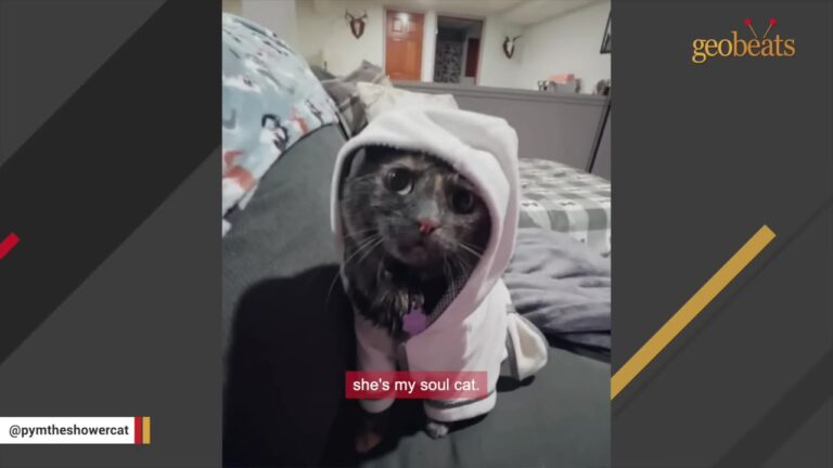 Kitten Found Dumped In Michigan Field Develops Bizarre Obsession That Leaves Her Mom Stunned