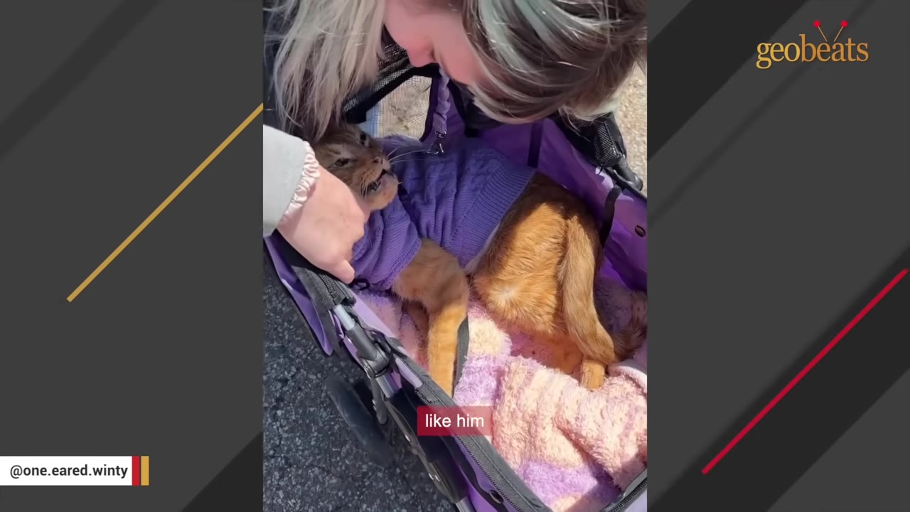 A woman leans down lovingly to pet an orange cat wearing a purple sweater inside a pet stroller.