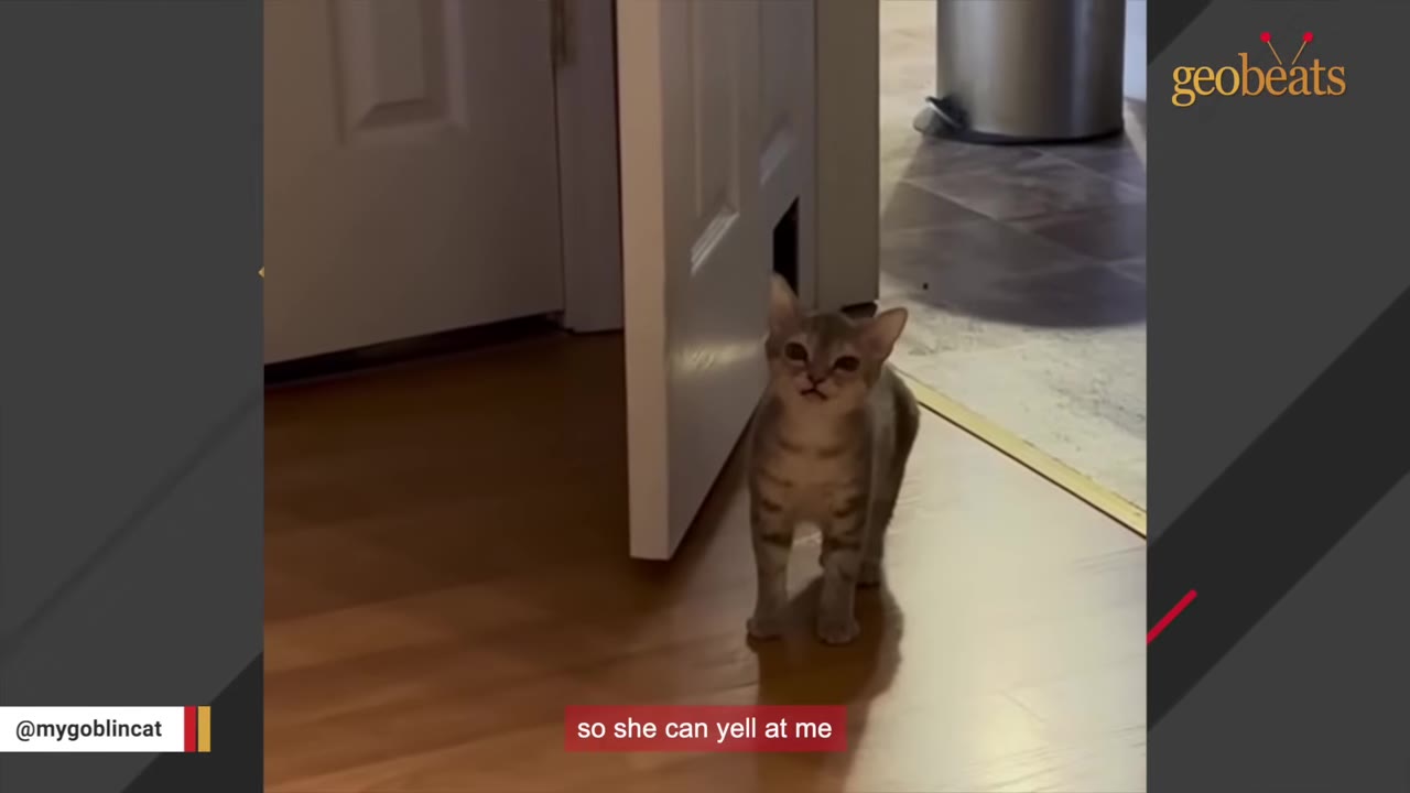 A small grey kitten stands near an open white door on a wooden floor, looking up directly at the camera.