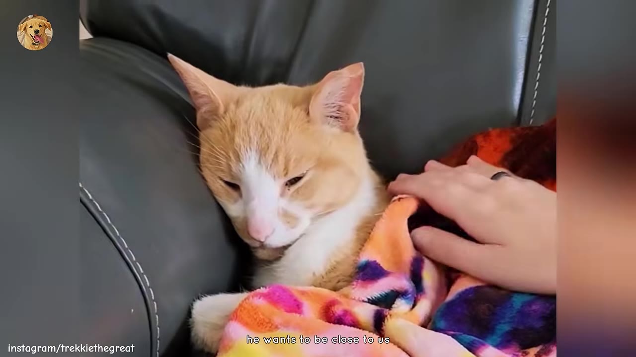 An orange and white cat wrapped in a colorful blanket is being gently petted by a person's hand while resting on a dark leather couch.