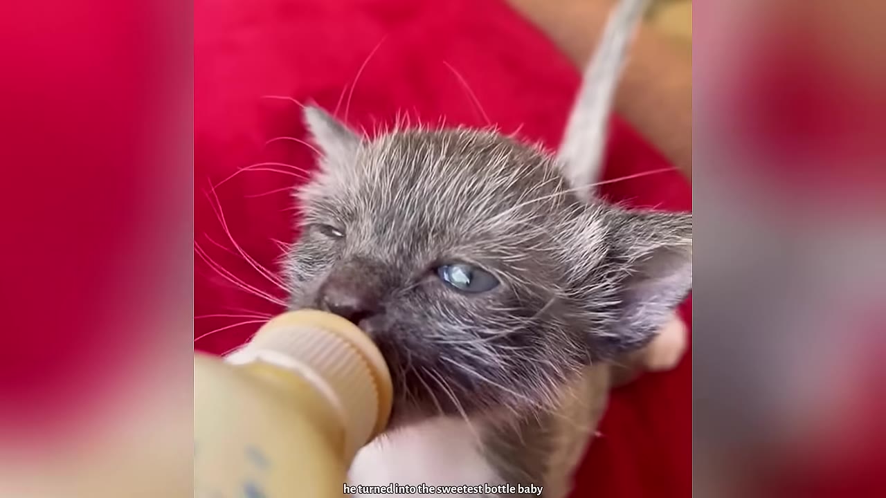 A close-up shot of a tiny grey and white kitten drinking milk from a small nursing bottle.