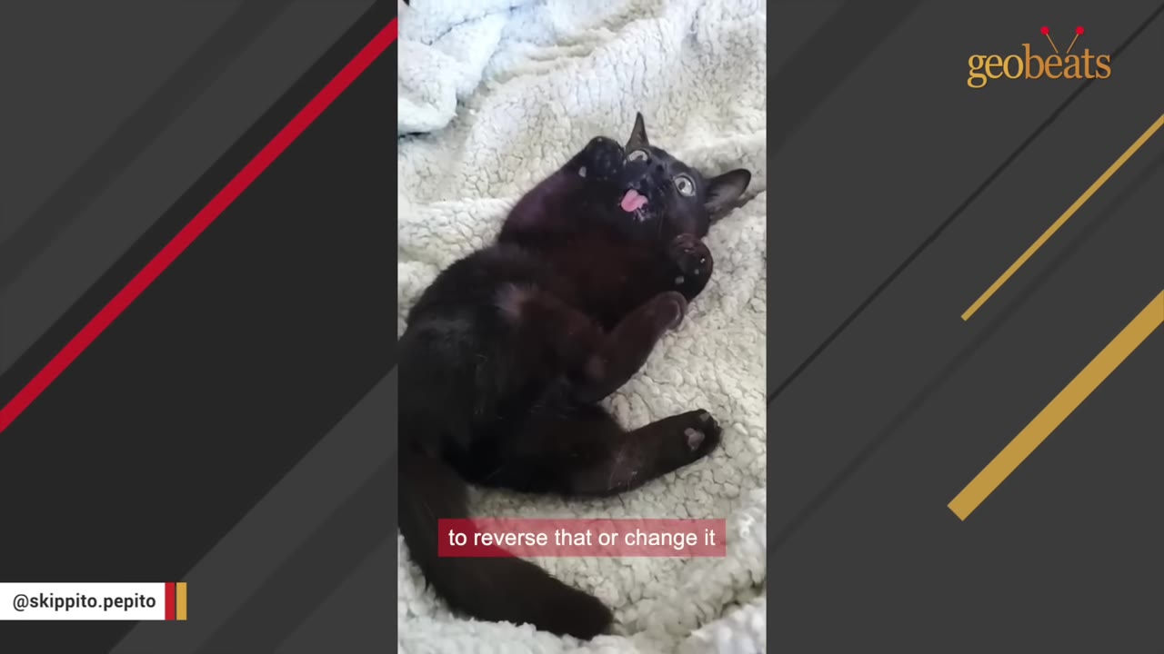 A black cat lies on its back on a fluffy white blanket, sticking its tongue out playfully.