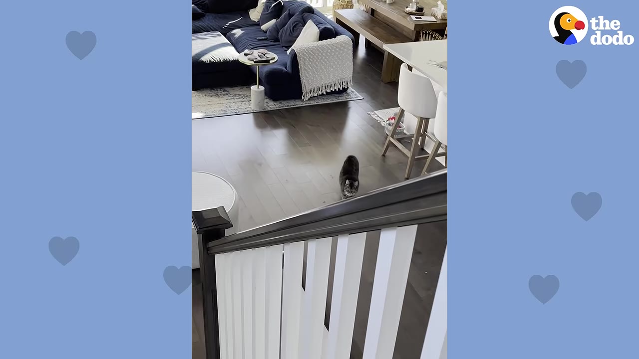 A tabby cat stands on a hardwood floor near the bottom of a staircase, looking up.