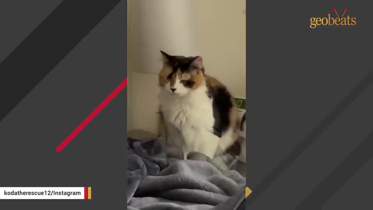 A fluffy calico cat sitting on an elevated surface next to a bed.