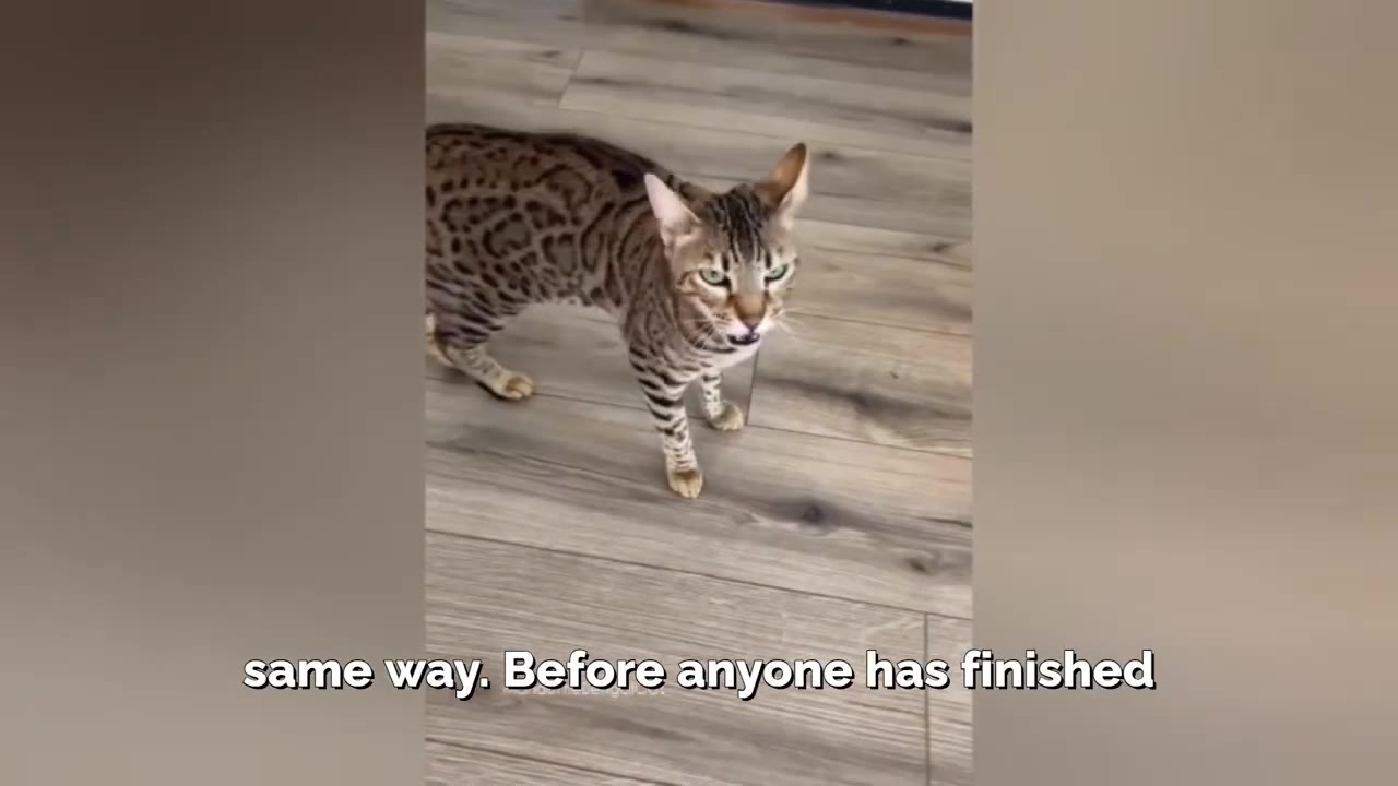 A Bengal cat standing on a wooden floor with its mouth slightly open as if vocalizing.