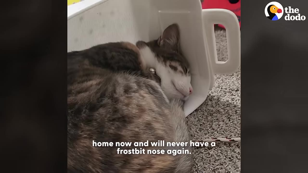 A tabby and white cat sleeping peacefully curled up next to a white plastic container on a carpeted floor.