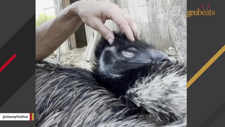 Texas Woman Rescues Injured Baby Emu And His 4-Month Recovery Defies Every Vet’s Warning