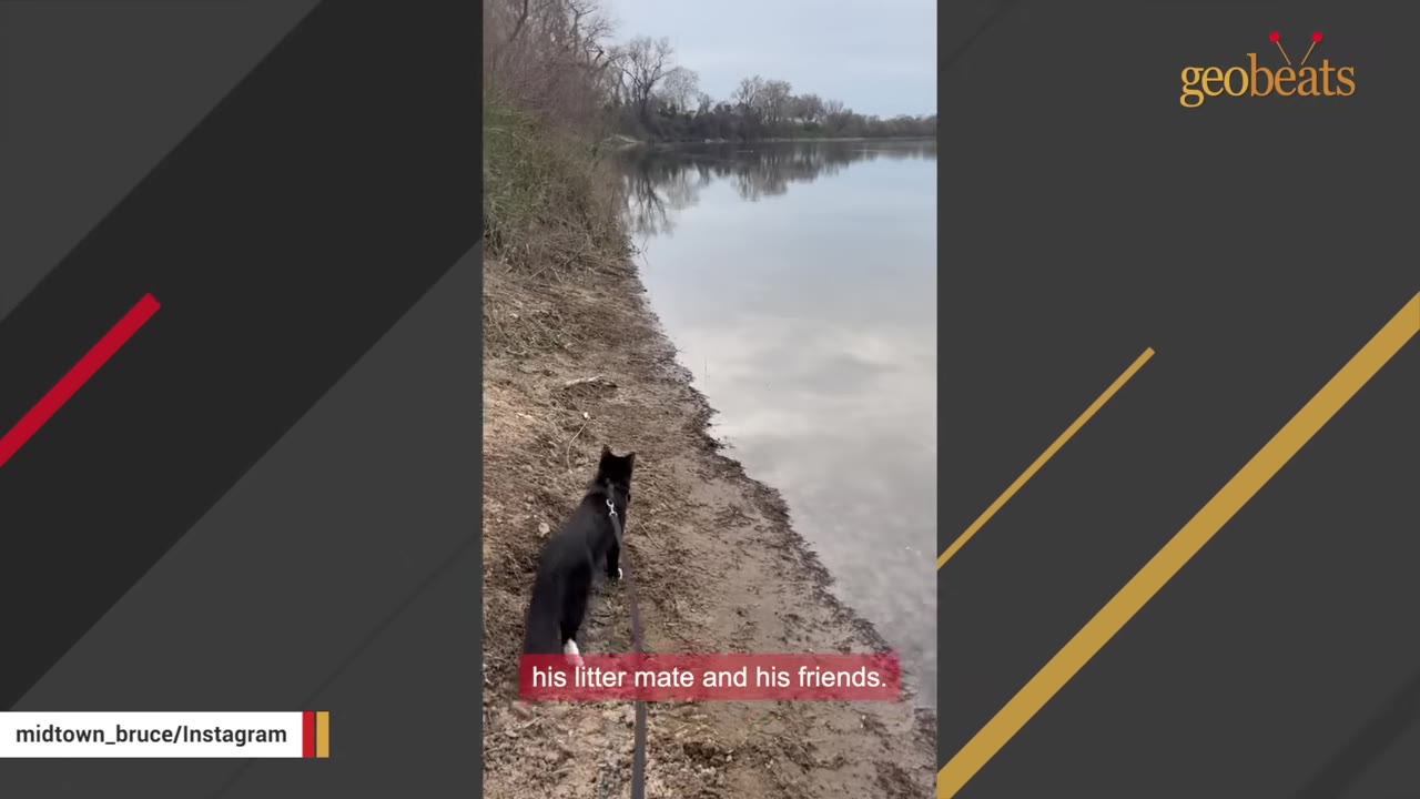 A black cat wearing a harness and leash stands on a muddy bank looking out over a calm river reflecting the sky.