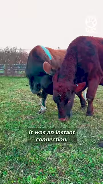 Two brown cows stand close together in a grassy field, with one gently leaning its head against the other.