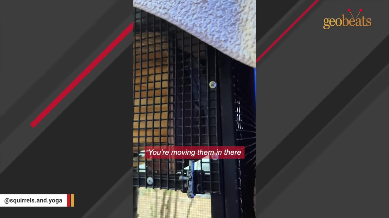 A close-up of a black wire mesh outdoor enclosure containing a wooden nesting box.