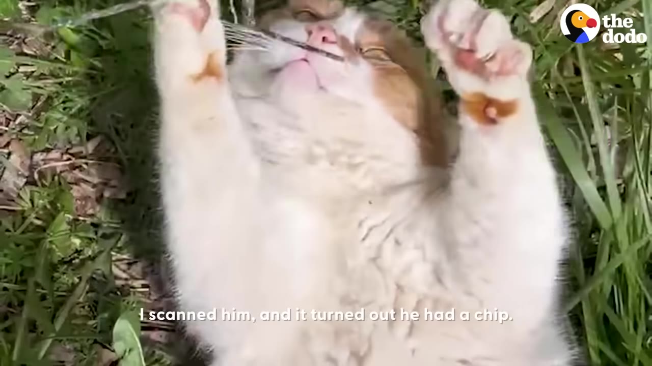 An orange and white cat lies on its back in the grass with its paws up, looking affectionate.