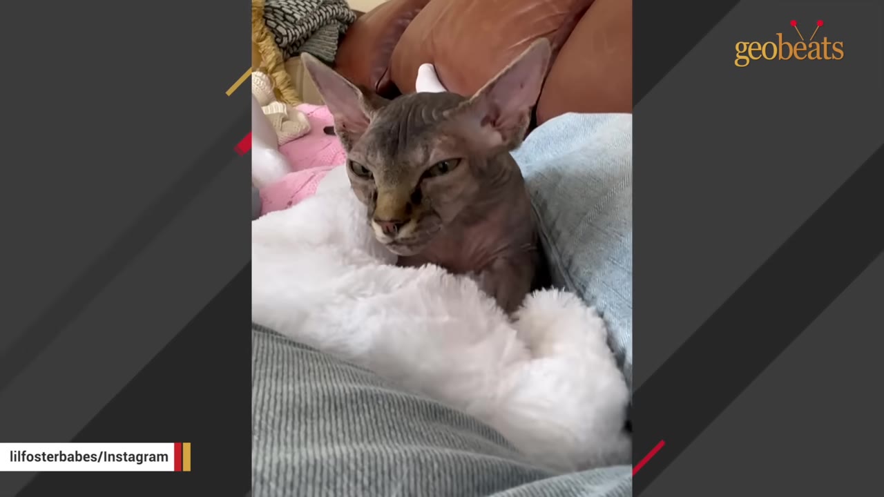 A hairless Sphynx cat with large ears rests on a white fluffy blanket, looking directly at the camera.