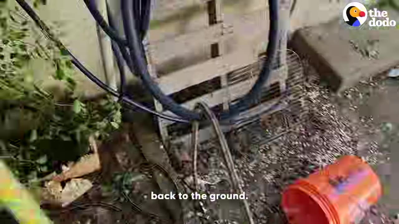 A high-angle view looking down from a tree at the ground below, showing climbing ropes, a wooden pallet, and a red bucket.