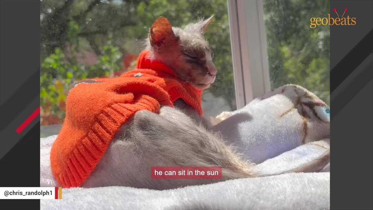 A hairless cat wearing an orange sweater lies on a soft white blanket next to a window, basking in the bright sunlight.