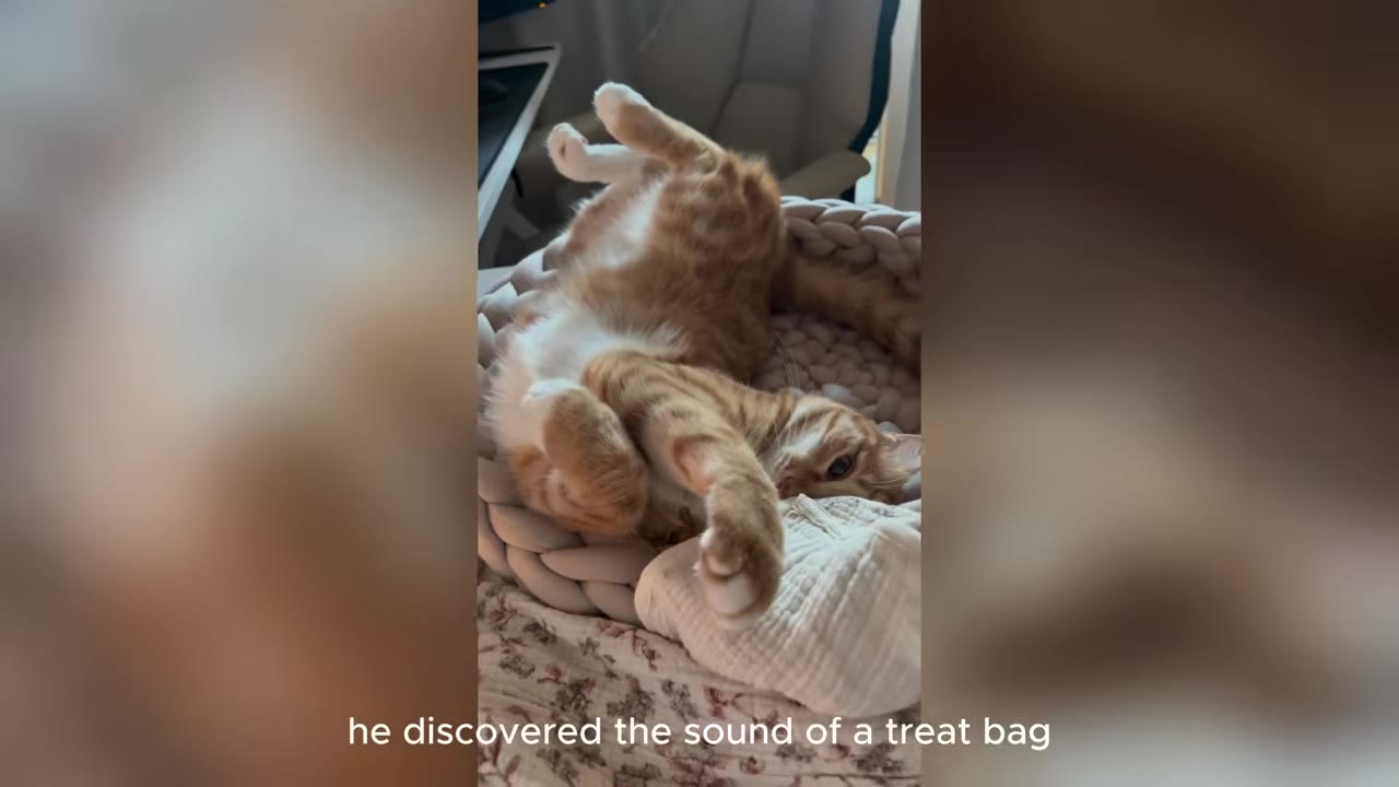 An orange and white tabby cat lies playfully on its back in a woven basket bed, stretching its paws in the air.