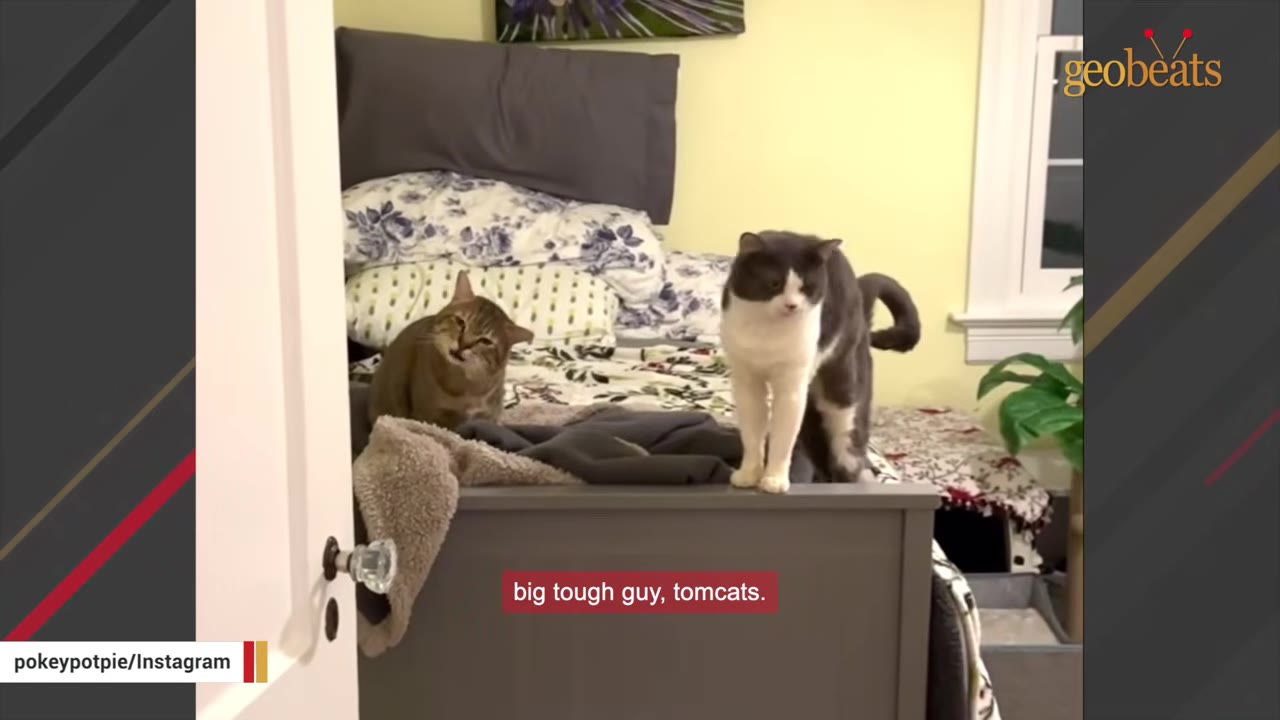 A grey and white cat stands on the footboard of a bed while a tabby cat sits on the bed behind it.